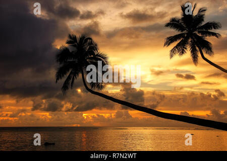 Silhouette de palmiers penchée au lever du soleil sur l'île de Taveuni (Fidji). Taveuni est la troisième plus grande île des Fidji. Banque D'Images