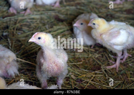 À plumes duveteuses, allant les poulets de bébé dans une ferme d'explorer leur monde de paille Banque D'Images