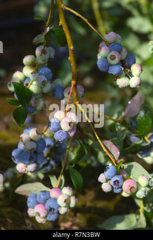 La maturation des grappes de bleuets colorés, à l'extérieur sur une myrtille bush au début de l'été Banque D'Images