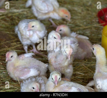 À plumes duveteuses, allant les poulets de bébé dans une ferme d'explorer leur monde de paille Banque D'Images