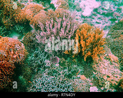 Les récifs coralliens dans le Parc National de Komodo, Flores Sea, de Nusa Tenggara, en Indonésie. Îles de Komodo est aussi une partie du Triangle de Corail, qui contient l'un des Banque D'Images