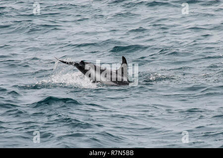 Piscine dolphin sombre au large de Kaikoura, Nouvelle-Zélande. Kaikoura est une destination touristique populaire pour observer et nager avec les dauphins. Banque D'Images