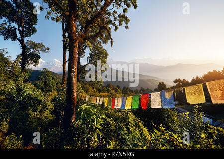 Forêt tropicale et de drapeaux de prière Tibetains Lung Ta au Mardi Himal trek au lever du soleil dans les montagnes de l'Himalaya, Népal Banque D'Images