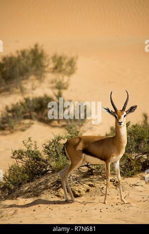 Gazelle d'Arabie sauvage dans la réserve de conservation du désert de Dubaï aux Emirats Arabes Unis. Banque D'Images