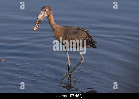 African openbill Anastomus lamelligerus, Stork, manger dans la rivière Chobe, au Botswana Banque D'Images