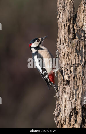 Portrait de grand pic mar (Dendrocopos major) Banque D'Images