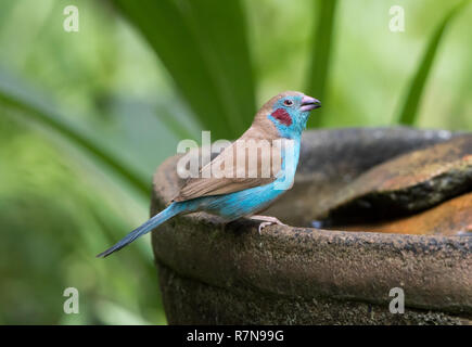 Red-cheeked cordon-bleu (Uraeginthus bengalus) Banque D'Images