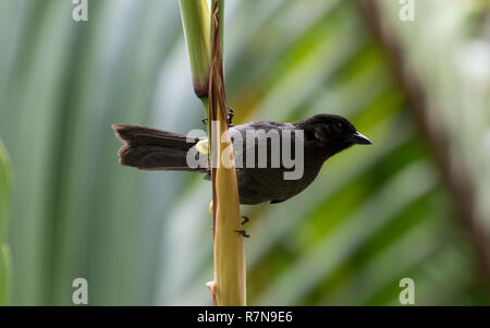 Yellow-thighed Finch (Pselliophorus tibialis) Banque D'Images