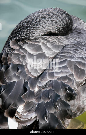 Black Swan, dans le Parque del Buen Retiro, Madrid, Espagne Banque D'Images