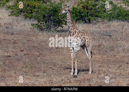 Les jeunes sud-africains ou Cape girafe à Mashatu au Botswana Banque D'Images