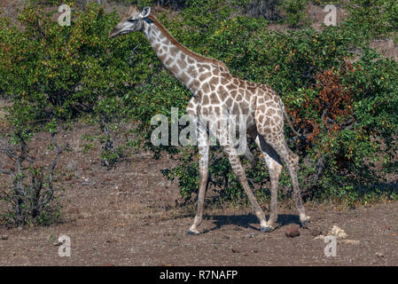 Le cap de l'Afrique du Sud ou à la girafe au Botswana Mashatu Banque D'Images