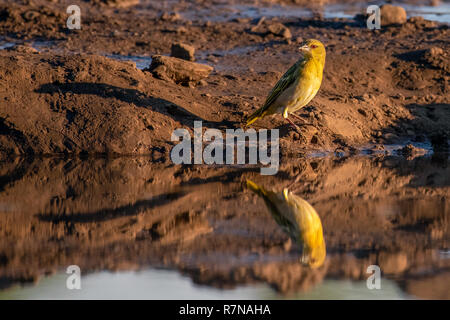 Une femme à un oiseau Village Weaver waterhole au Botswana Banque D'Images