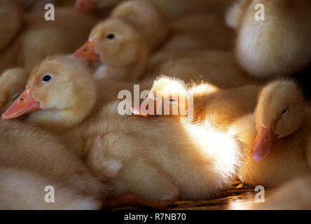 Concept sweet dreams : dormir mignon petit canard. Banque D'Images