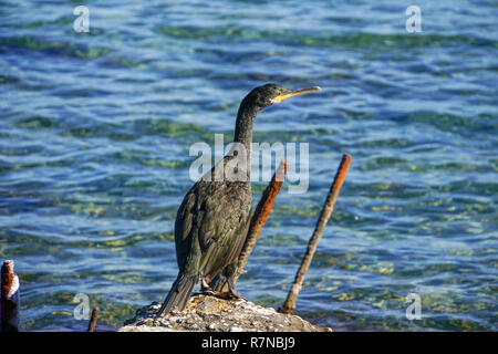 European shag shag ou conjoint (Phalacrocorax aristotelis) est une espèce de cormoran. Elle se reproduit autour de la côtes rocheuses de l'ouest et du sud de l'Europe, Banque D'Images