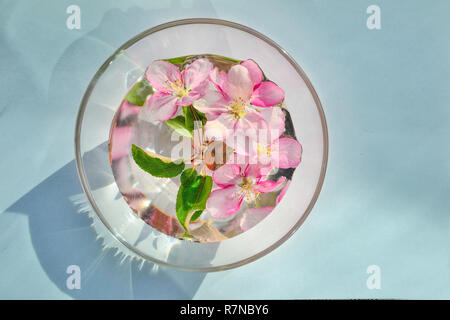 Fleurs de pommier rose avec des feuilles vertes dans bol en verre avec de l'eau et belle réflexion brillante sur un fond bleu comme round spring floral frame Banque D'Images