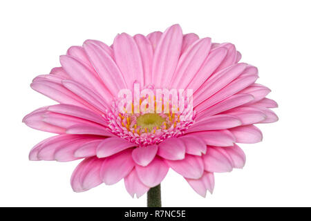 Un gerbera rose fleur daisy sur un fond blanc. Banque D'Images