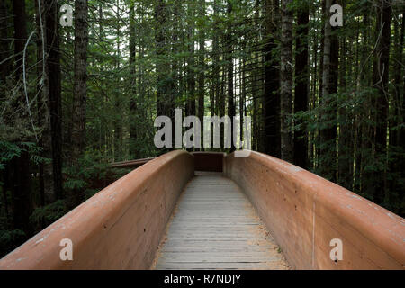Des sentiers de randonnée au Sentier Lady Bird Johnson Grove en Californie Redwoods National Park et des parcs d'État. Banque D'Images