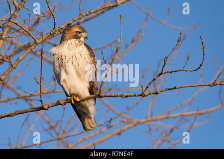 Une jeune Buse à queue rousse recherche un repas à partir de son perchoir au parc Tommy Thompson à Toronto, Ontario, Canada. Banque D'Images