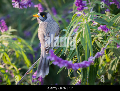 Un mineur bruyant s'arrête parmi les Bush mexicains fleuris dans les jardins botaniques d'Adélaïde, en Australie méridionale. Banque D'Images