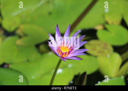 Nymphaea nouchali aussi connu comme Star Water Lily ou Lotus Bleu à Auckland Jardins d'hiver. Banque D'Images