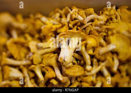 France, Loir et Cher, Mur de Sologne, girolles fraîchement cueillies Banque D'Images