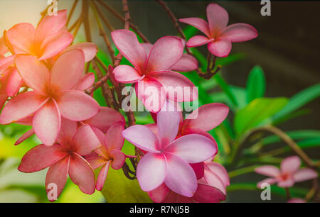Fleur de frangipanier (Plumeria alba) avec des feuilles vertes sur fond flou. Fleurs roses. Arrière-plan et de spa. Concept spa l'été. Détendez-vous de l'émotion. Banque D'Images