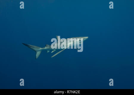 Le requin bleu Requin bleu (Prionace glauca), l'île de Pico, Açores. Banque D'Images
