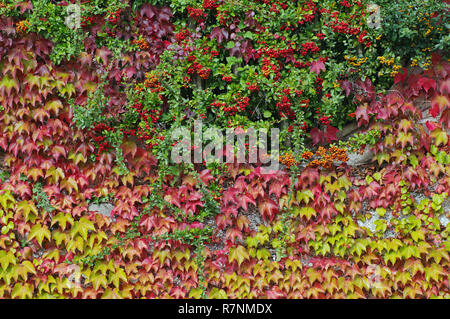 Couleurs d'automne : fruits de Pyracantha (multi) et les feuilles de lierre de Boston (du Parthenocissus tricuspidata lierre ou raisin) Banque D'Images