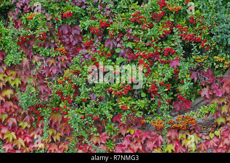 Couleurs d'automne : fruits de Pyracantha (multi) et les feuilles de lierre de Boston (du Parthenocissus tricuspidata lierre ou raisin) Banque D'Images