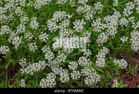 La sauvagette Lobularia maritima, le Sweet Alison, Crucifères Banque D'Images