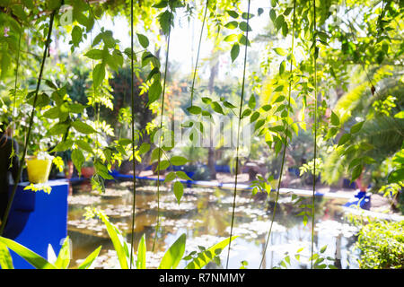 Les jardins Majorelle ( Jardin Majorelle ), à Marrakech, au Maroc, Afrique du Nord Banque D'Images