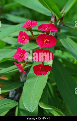 La floraison Euphorbia milii, la couronne d'épines ou Christ thorn, la famille Euphorbiaceae Banque D'Images