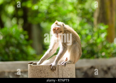 Les singes macaques à longue queue se promènent en liberté parmi les balinais temples hindous de la forêt sacrée Ubud à Bali, Indonésie. Banque D'Images