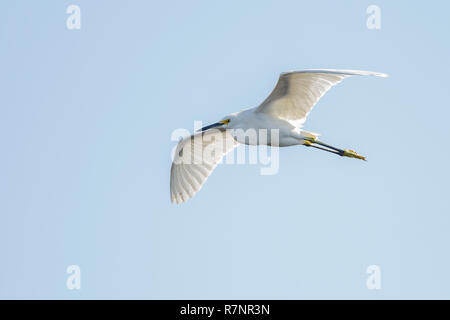 Une seule Aigrette neigeuse qui survolent la proximité de l'eau dans les Everglades, en Floride, États-Unis d'Amérique Banque D'Images