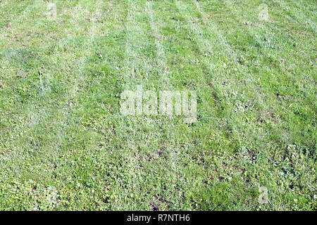 Bande naturelles fauchées herbe verte déposée en tant que contexte en journée d'été Banque D'Images