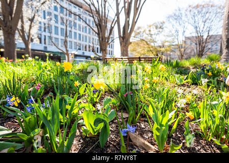 Gros plan grand angle de la jonquille printemps fleurs jaune urbaine à Washington DC city Street downtown, sunny soleil colorful Banque D'Images