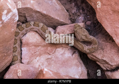 Crotale s'midget, Crotalus viridis concolor, le long chemin de lune Chambre Ruine sur Cedar Mesa, une fois partie d'Oreilles Ours National Monument, Utah, États-Unis Banque D'Images