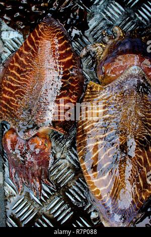 France, Manche, Blainville sur Mer, retour à bord du bateau de la seiche Banque D'Images