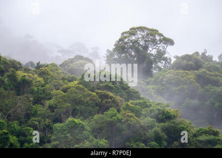 Brouillard dans la forêt atlantique du sud-est brésilien Banque D'Images