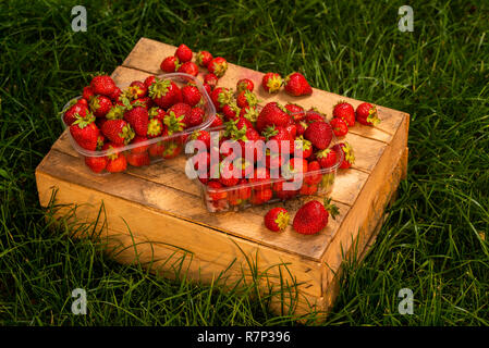 Fraises fraîches du jardin lors de la récolte sur les caisses en bois dans des contenants en plastique pour la vente Banque D'Images