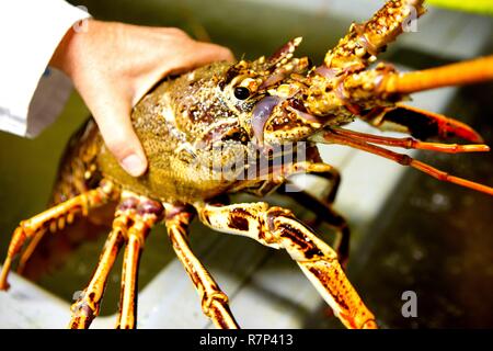 France, Manche, mer d'Iroise, Audierne, vente de homard Banque D'Images