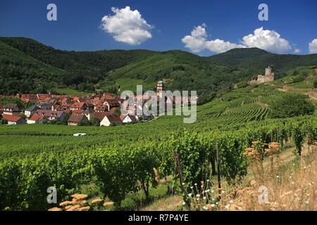 La France, Haut Rhin, Alsace, le village de Kaysersberg, au milieu du vignoble, de l'Église et le donjon du château impérial Banque D'Images