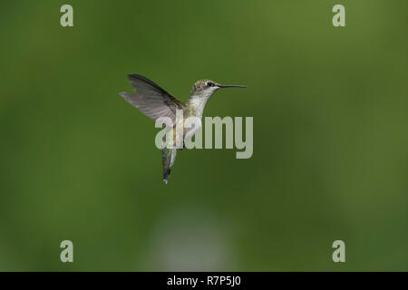 Colibri à gorge rubis en vol. Banque D'Images