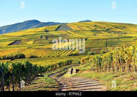 La France, Haut Rhin, Alsace Niedermorschwihr, Route du Vin, vignoble Niedermorschwihr Banque D'Images