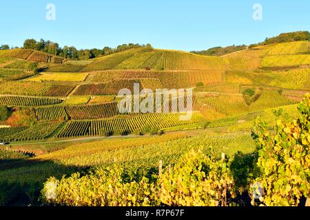 France, Alsace, Turckheim, Alsace Wine Route, Turckheim vignoble Banque D'Images