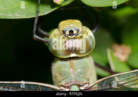 Green Darner commun, l'Anax junius, homme Banque D'Images