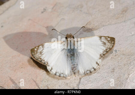 Laviana White-Skipper Heliopetes, laviana, homme Banque D'Images