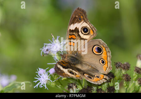 Junonia coenia Buckeye, commune, sur la brume fleur, Conoclinium sp. Banque D'Images