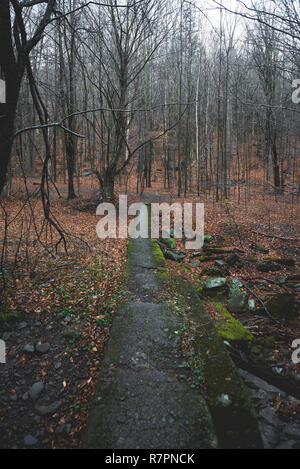 Scènes d'automne au cours d'une randonnée pédestre à Hunter Mountain dans l'État de New York. Banque D'Images