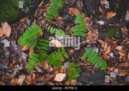 Scènes d'automne au cours d'une randonnée pédestre à Hunter Mountain dans l'État de New York. Banque D'Images